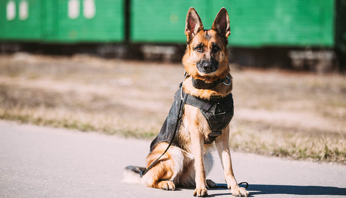 American Humane Blasts US for Leaving Military Dogs behind in Afghanistan