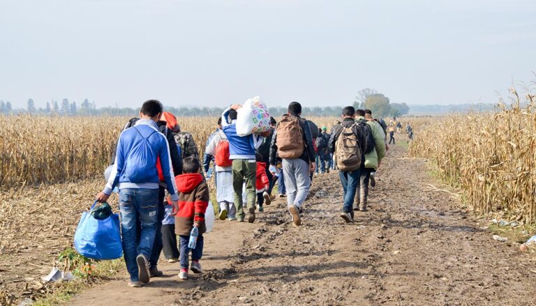migrants walking across a cornfield