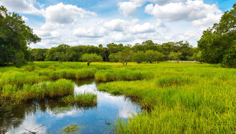 Florida wetland, natural landscape.