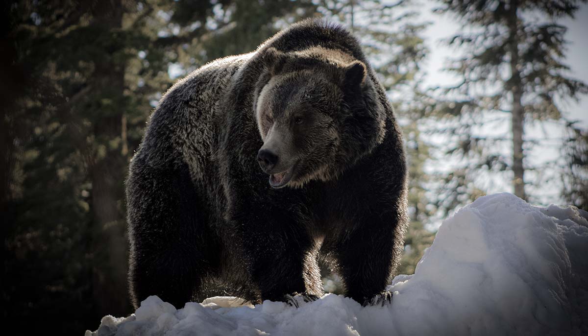 huge black bear