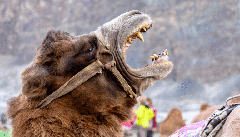 Angry-camel