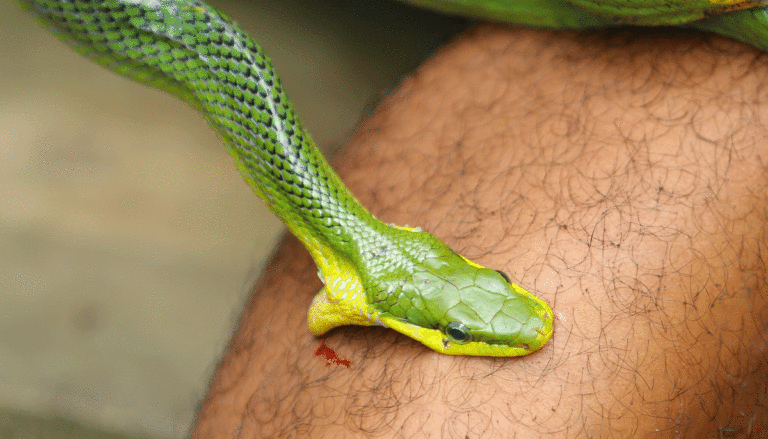 snake biting leg