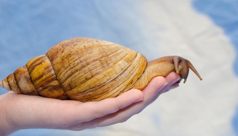 Giant African snail on a human hand (on a bright blue background)