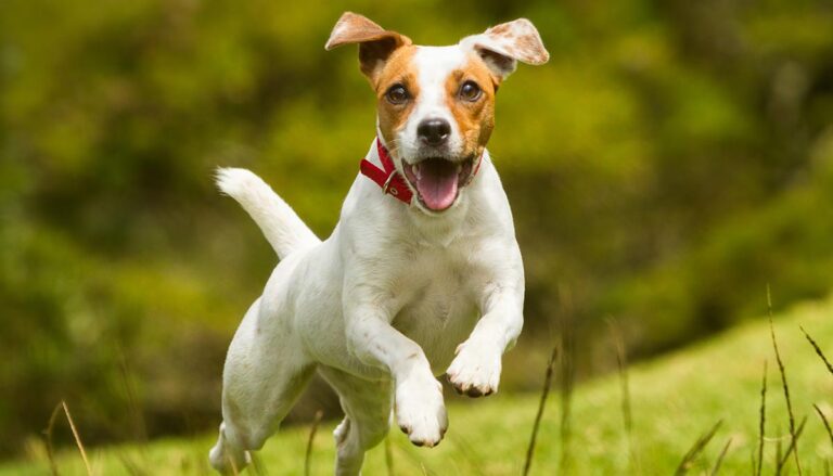 Jack Russell terrier playing