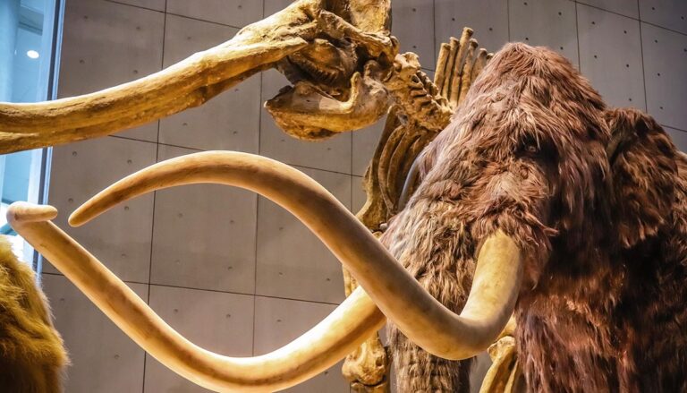 Shanghai, China - April 13 2018, Realistic life size replica model of Woolly Mammoth with skeleton fossil at Shanghai Natural History Museum.