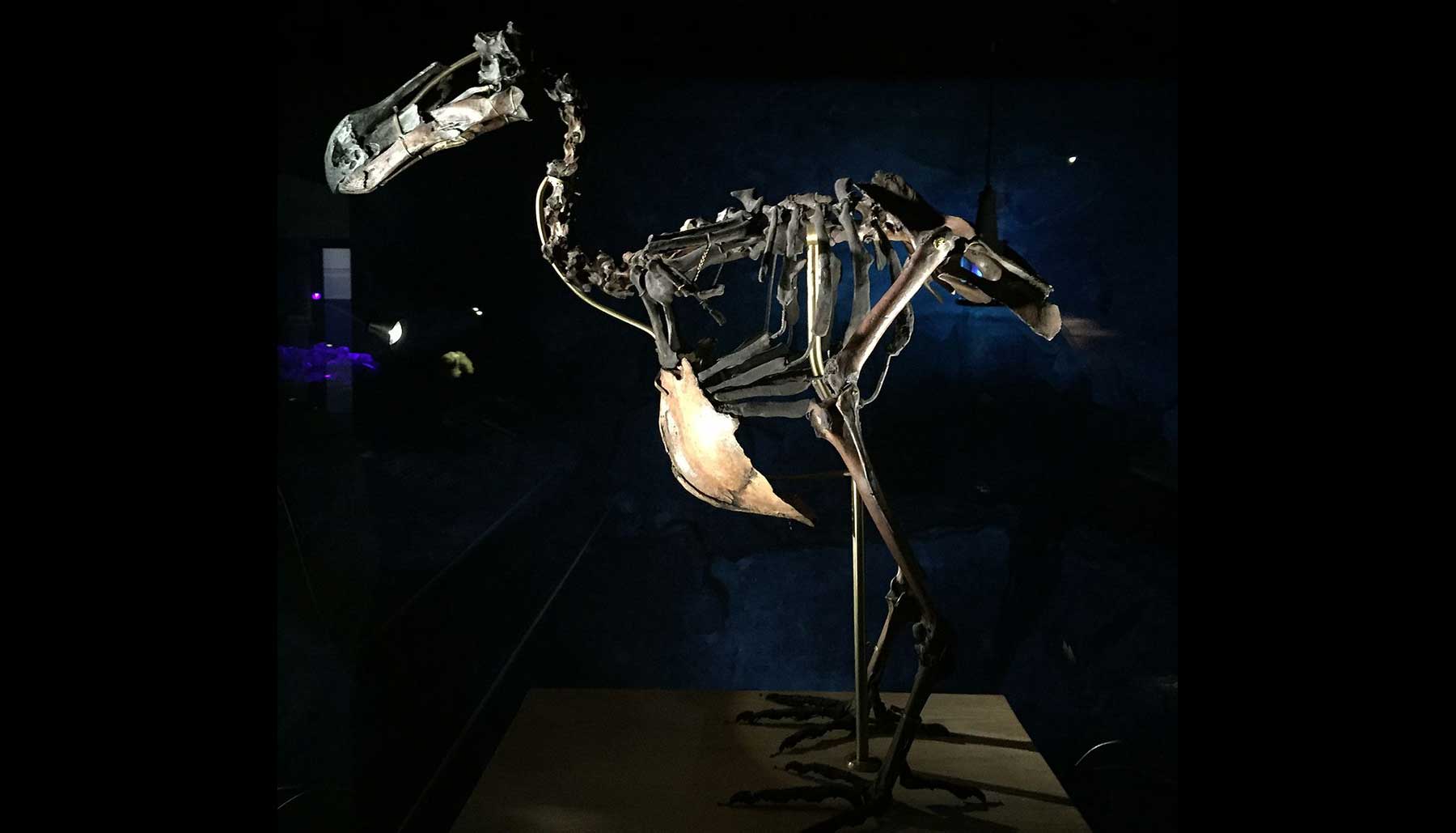 a dodo bird skeleton