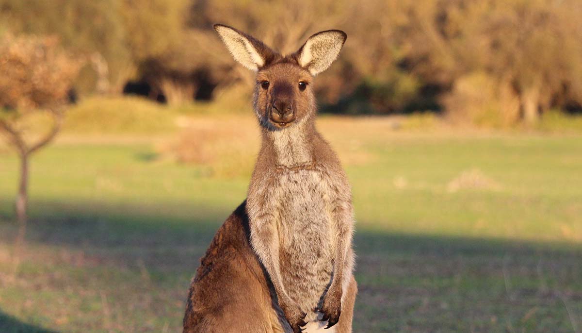 Joey kangaroo at sunset and hills background. South Australia.