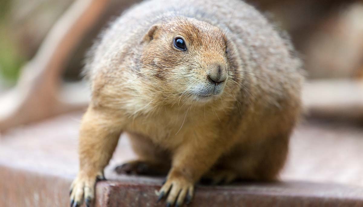 curious groundhog