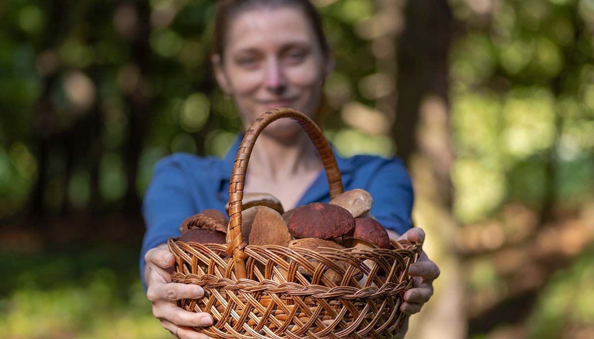 Mushroom hunting time. Young woman holding rural farm-style basket full of boletus mushrooms autumn harvest. Edible healthy fungus picking season outdoor outing activity in the forest on a sunny day.