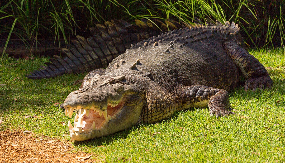 Aligator with open mouth